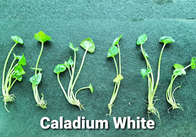 Caladium White