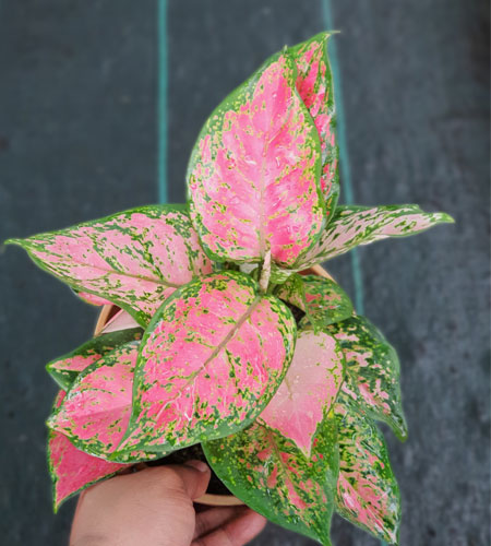 Aglaonema