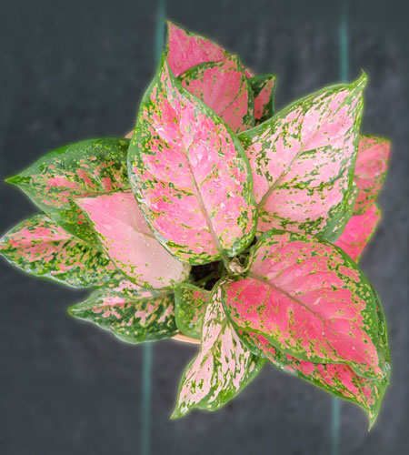 Aglaonema Anjamani