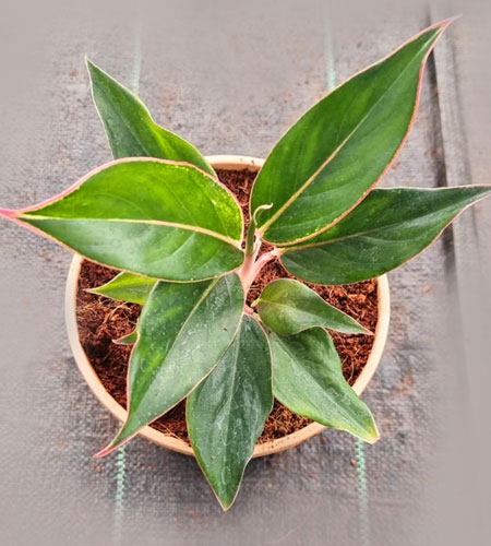 Aglaonema Black Lipstick