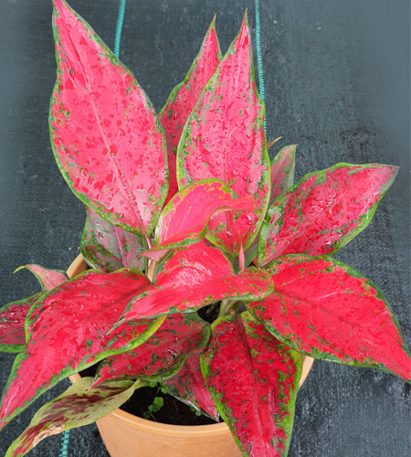 Aglaonema Red Angel