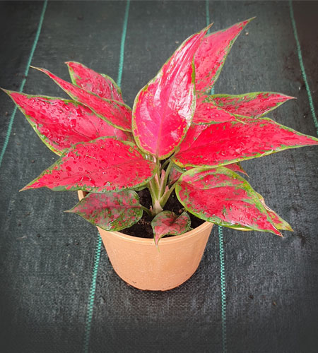 Aglaonema Red Angel