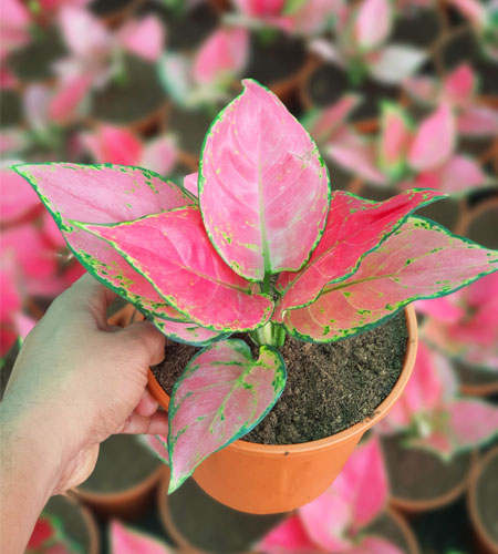 Aglaonema Red Anjamani