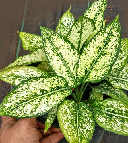 Aglaonema Variegated