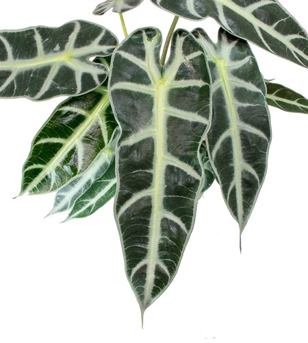 Alocasia Bambino Arrow