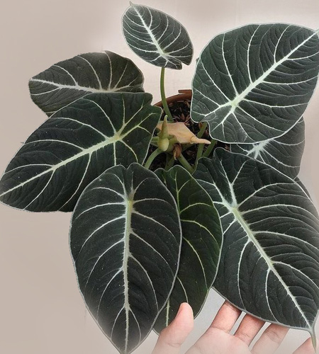Alocasia black velvet