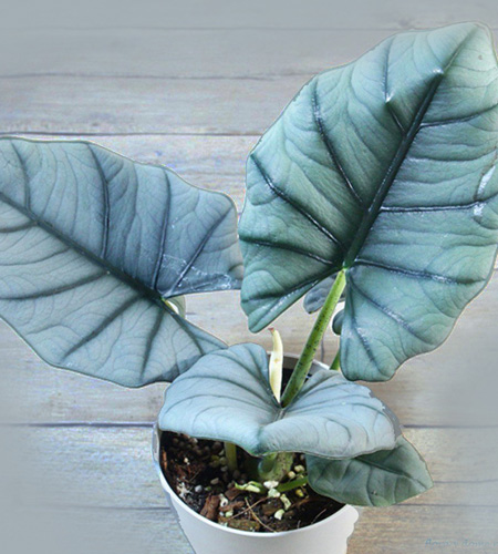 Alocasia nebula Black Diamond