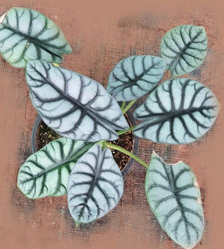 Alocasia Silver Dragon