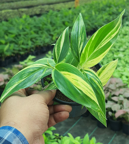 Homalomena