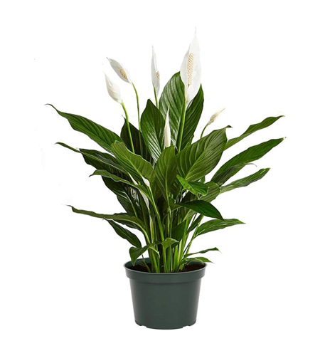 Spathiphyllum