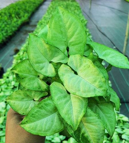 Syngonium
